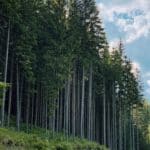 Rola władz miejskich w kontrolowaniu i regulowaniu wycinania drzew we Wrocławiu