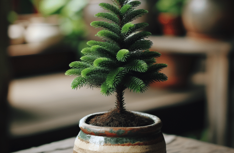 Jak dbać o jodłę w doniczce aby długo cieszyć się jej pięknem? 10 kluczowych wskazówek dla każdego miłośnika roślin domowych